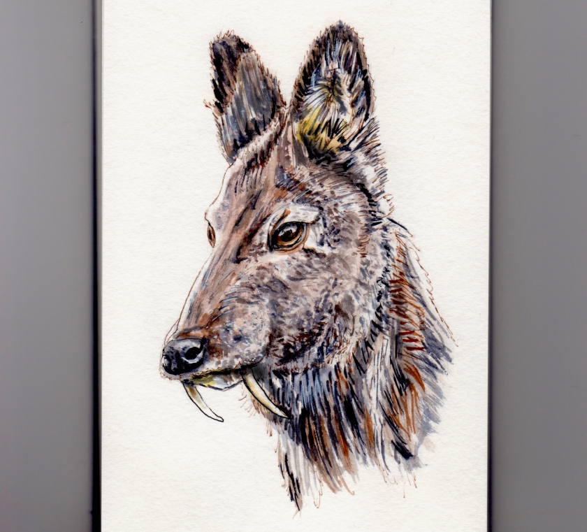 Vampire Deer - Siberian Musk Deer Doodlewash in watercolor asian deer Kashmir